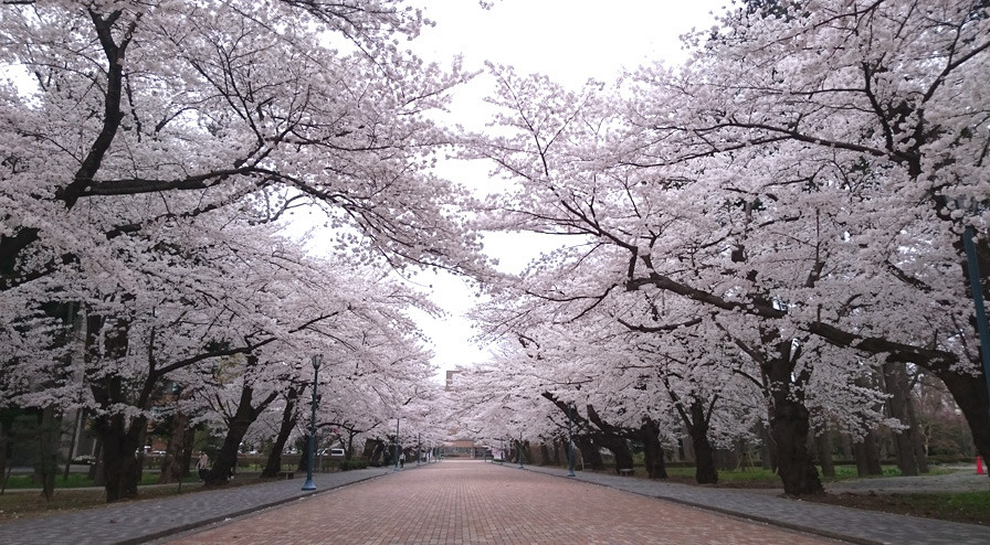 日大の桜・満開の桜並木