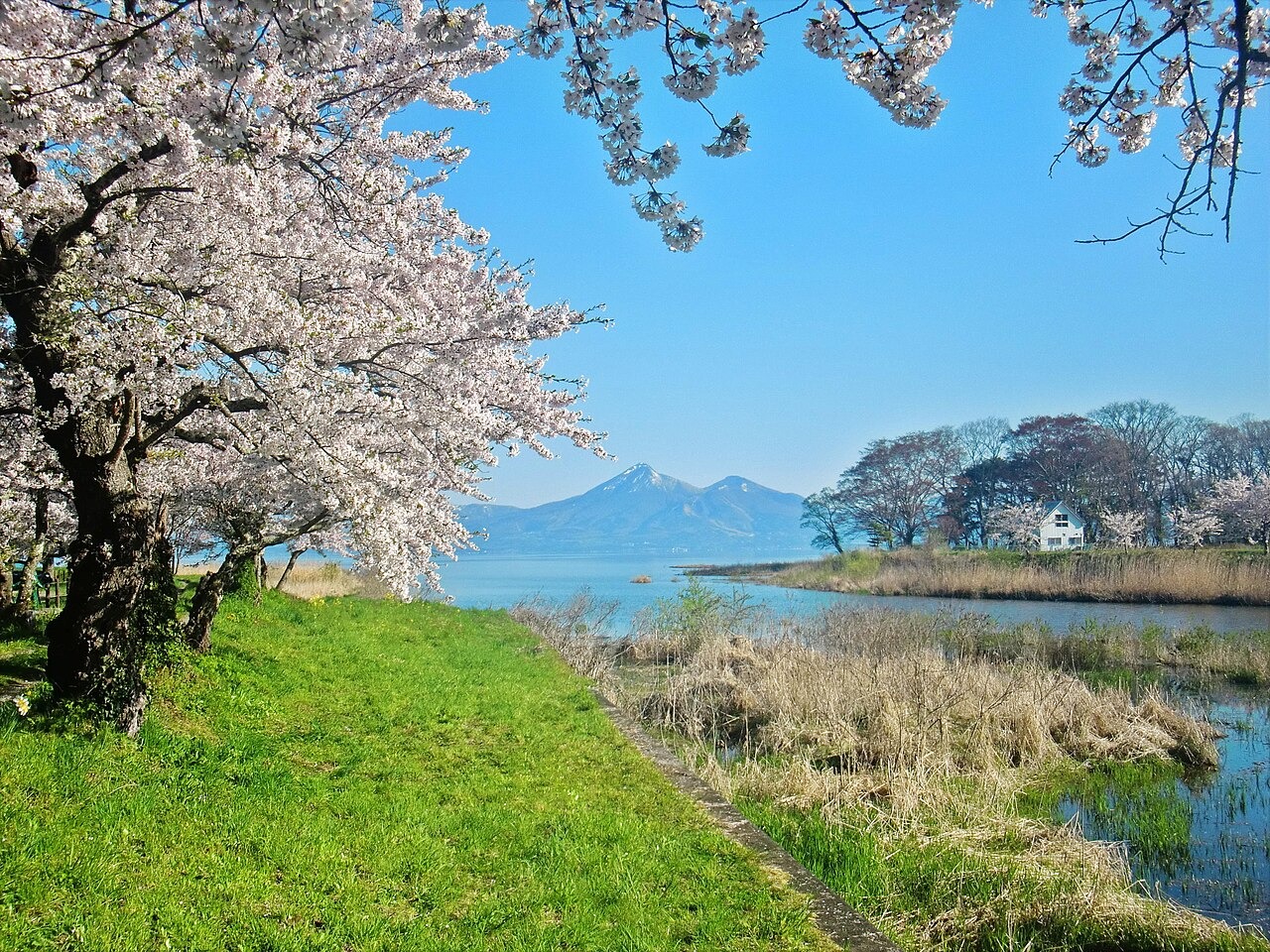 湖南の桜と磐梯熱海