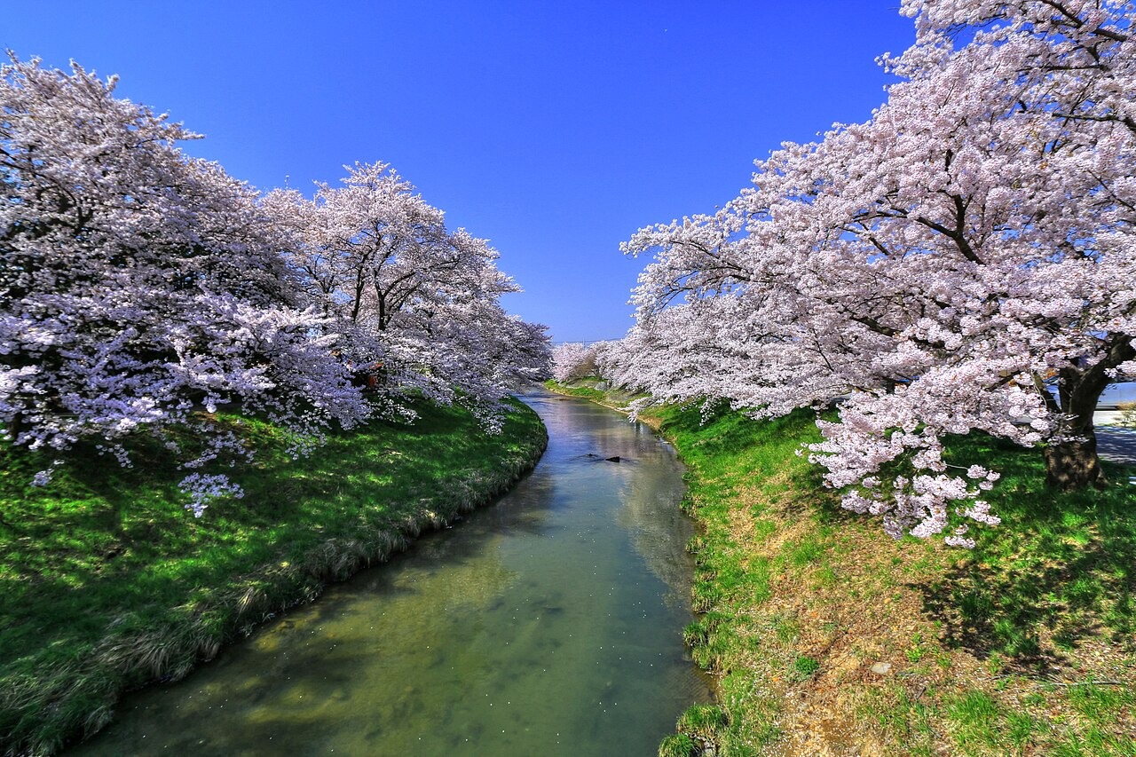 藤田川ふれあい桜