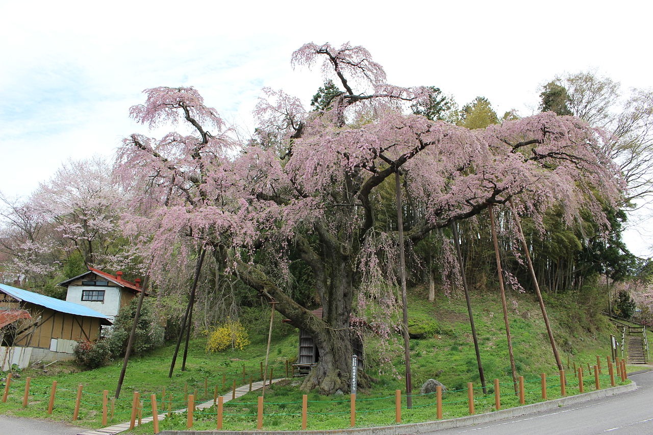 紅枝垂地蔵桜(べにしだれじぞうざくら)