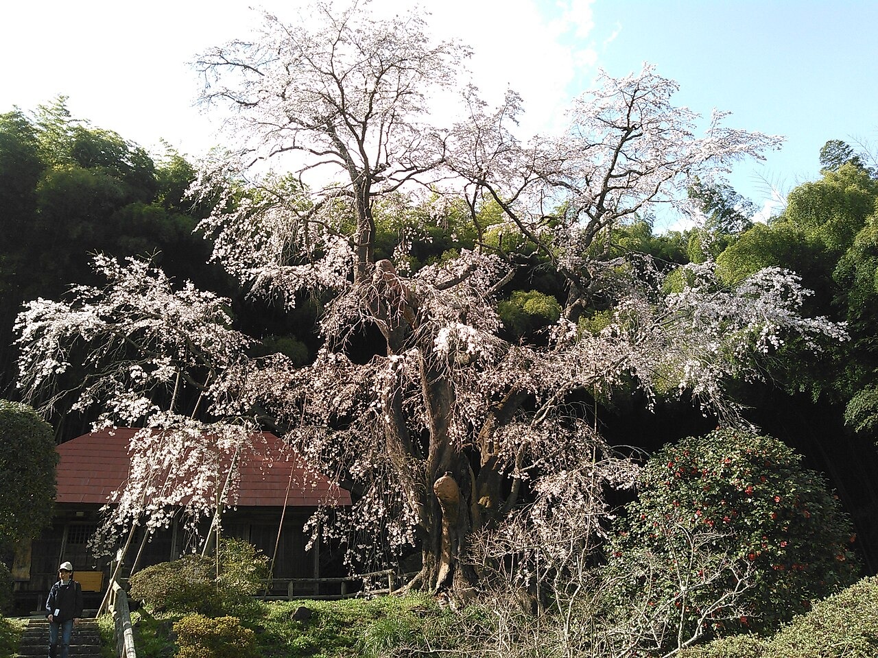 雪村桜(せっそんざくら)