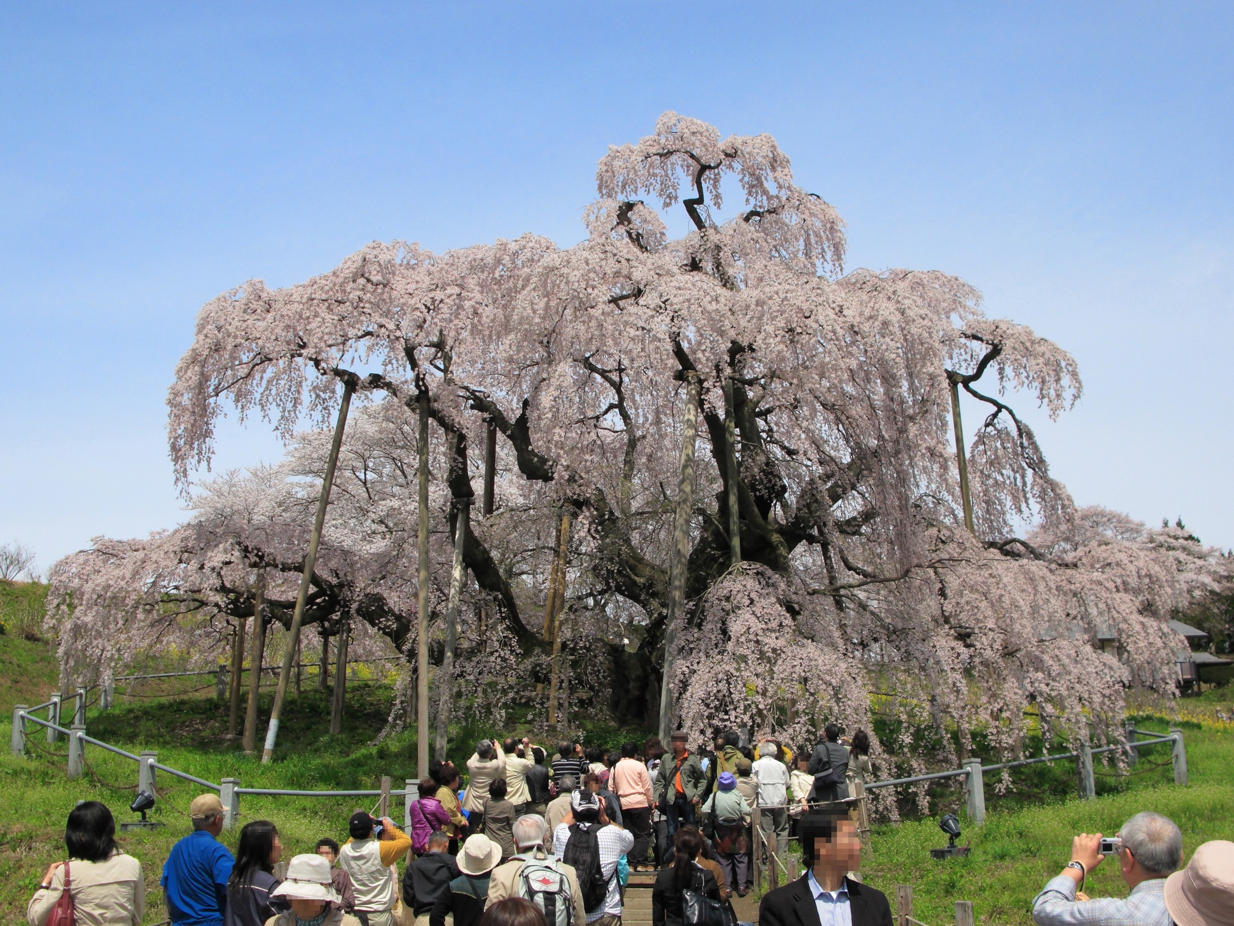 三春滝桜(みはるたきざくら)