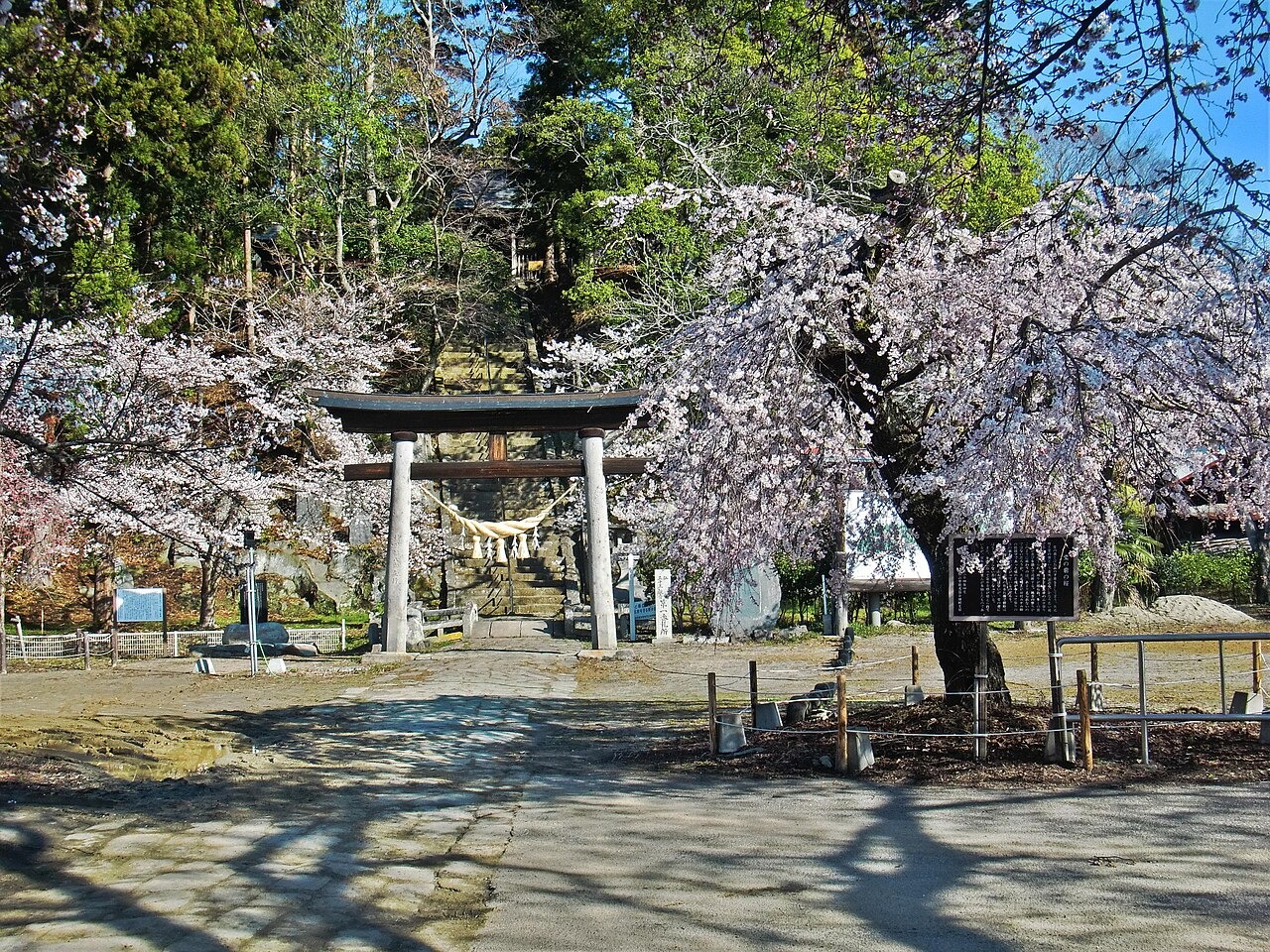 田村の桜と上石の不動桜