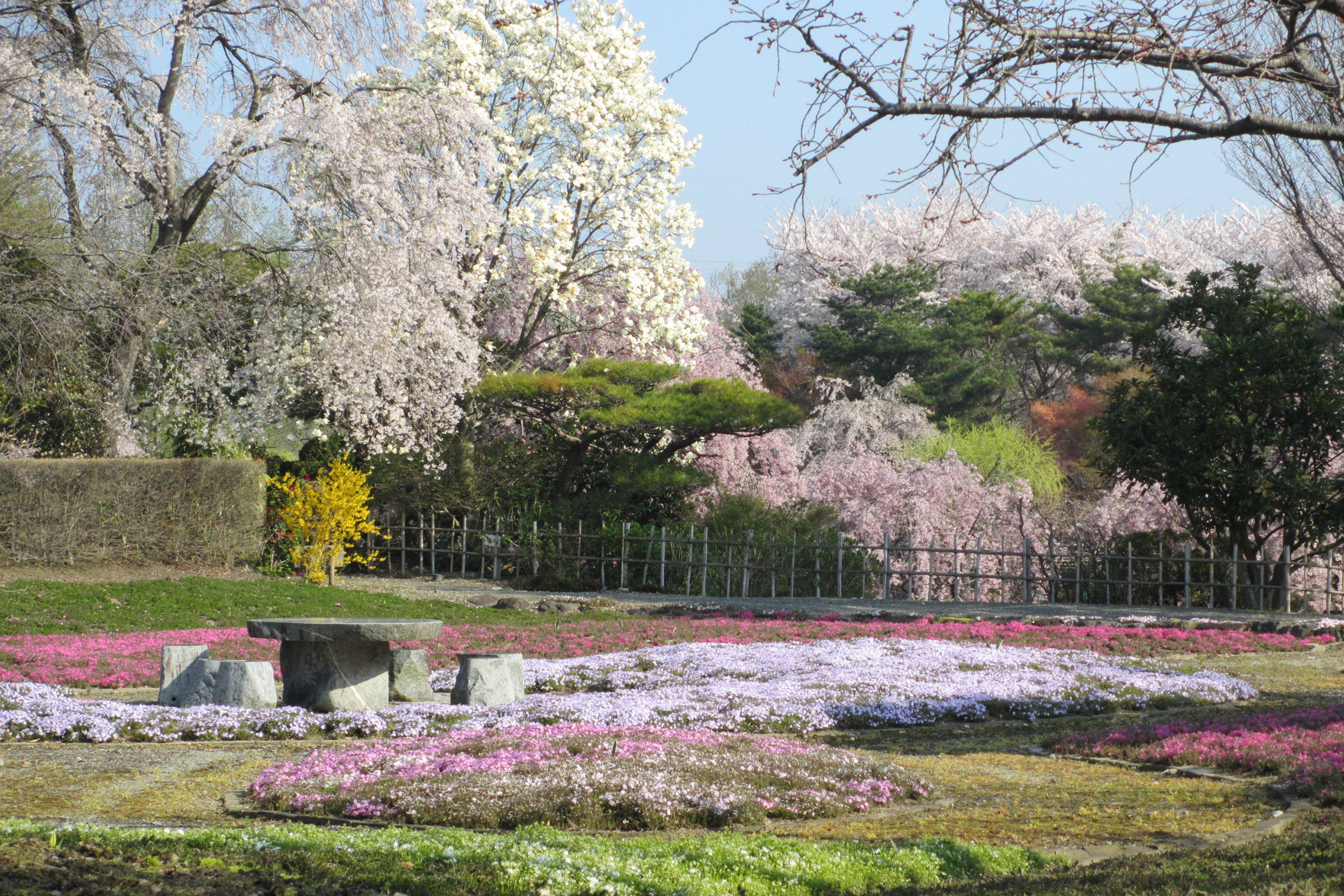四季の里 緑水苑の桜