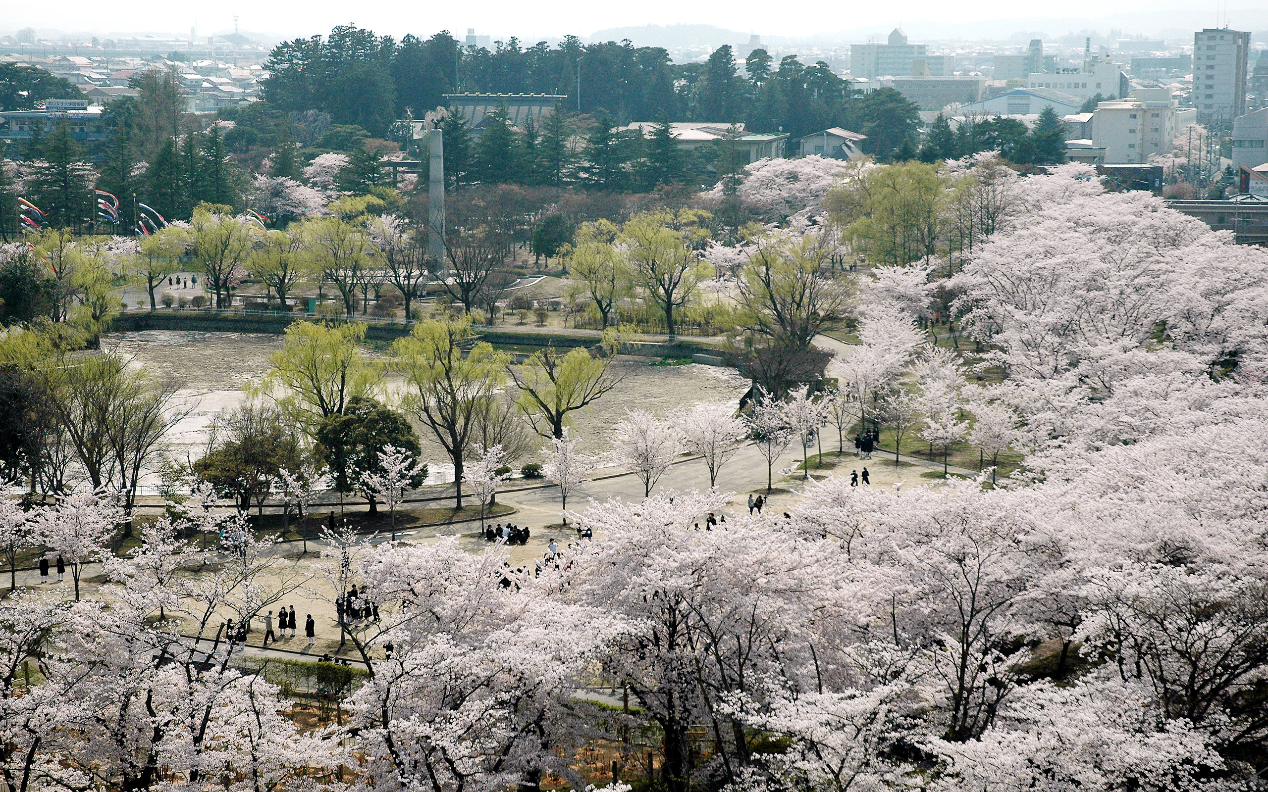 開成山公園・満開の桜
