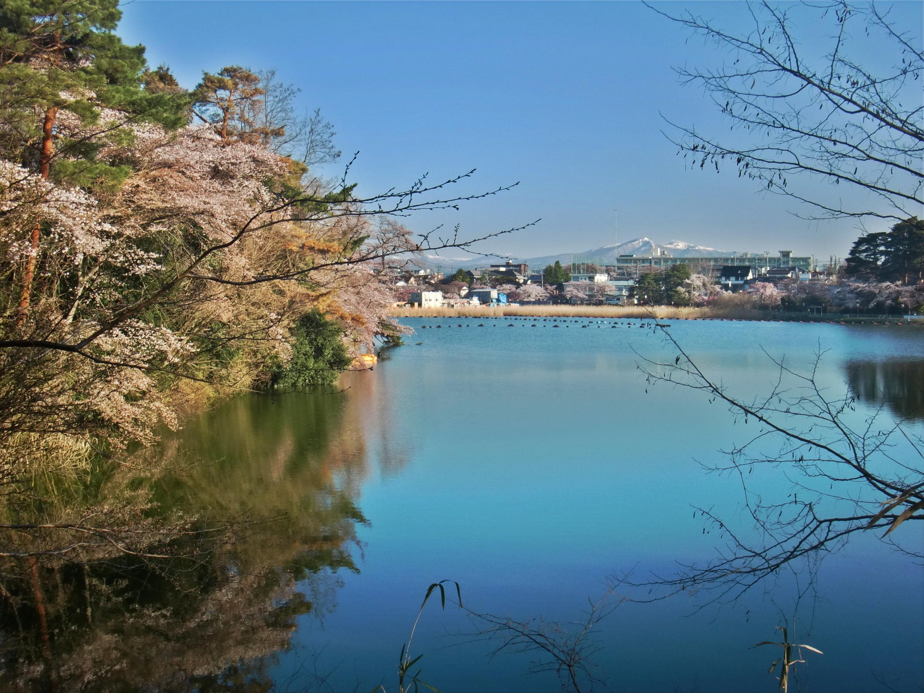 五百渕公園の桜