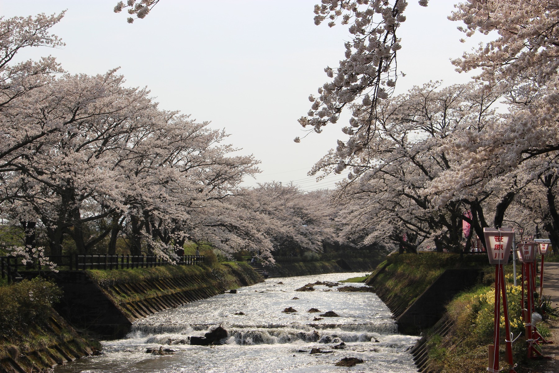 郡山の公園と千本桜