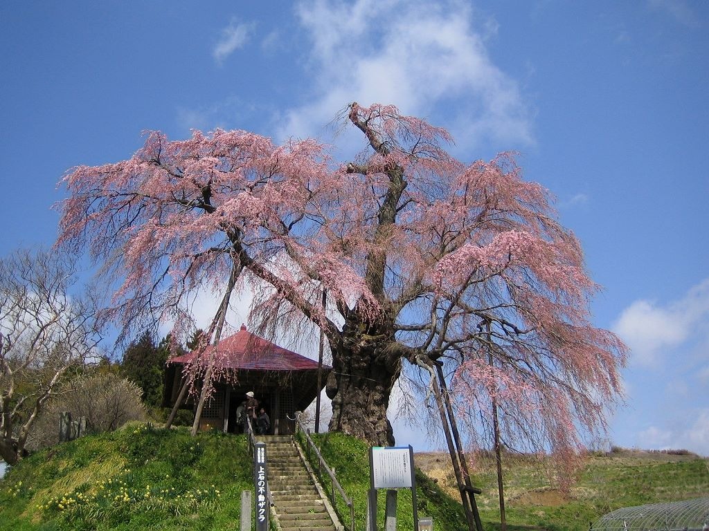 上石の不動桜(あげいしのふどうざくら)・春のしだれ桜