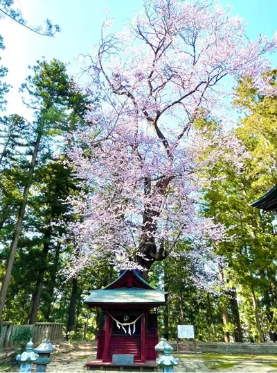 田村神社・社殿としだれ桜