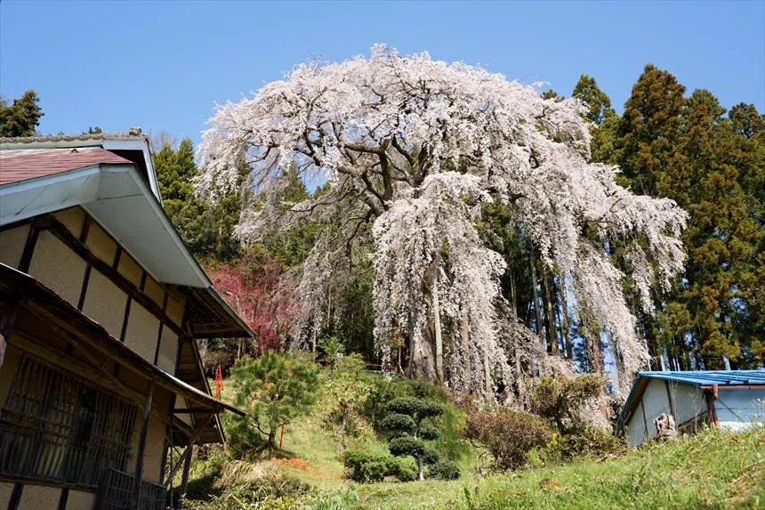 内出のサクラ・満開のしだれ桜