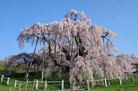 滝桜