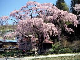 紅枝垂地蔵桜