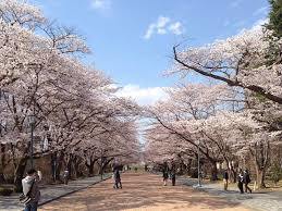 日大の桜