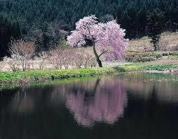 干手院の種蒔桜