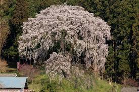 天神夫婦桜